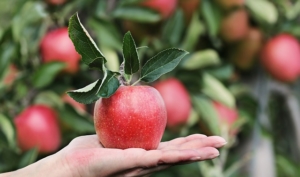 reifer Apfel durch Obstbaumschnitt